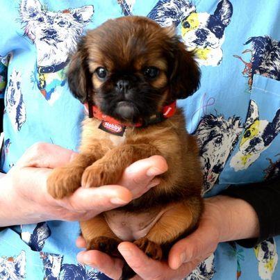 Brussels-griffon---Briselski-grifon---