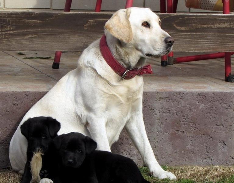 Stenad-labrador-retrivera-povoljno