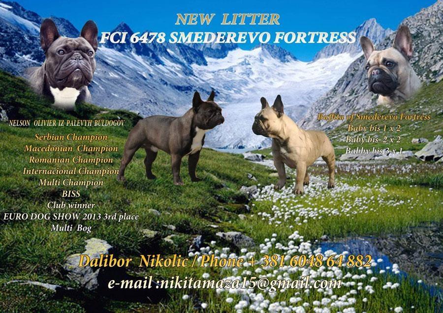 Francuski-buldog-štenci