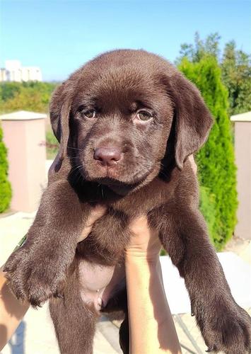 Labrador Retriver