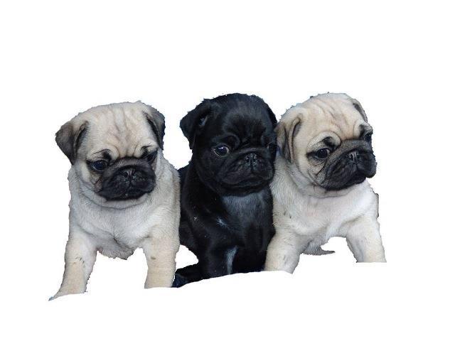MOPS---stenci-i-odrasli-psi