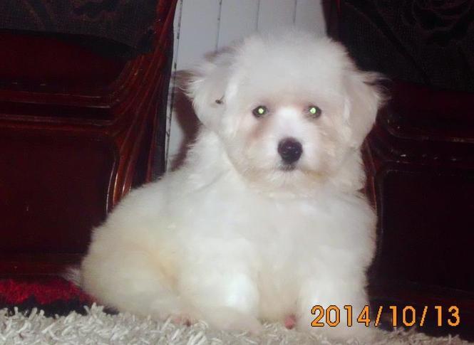 Coton de Tulear