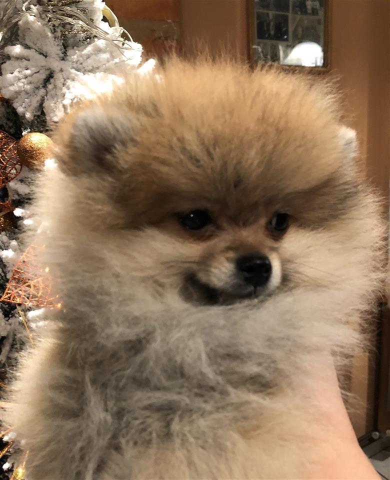 Pomeranski-spic