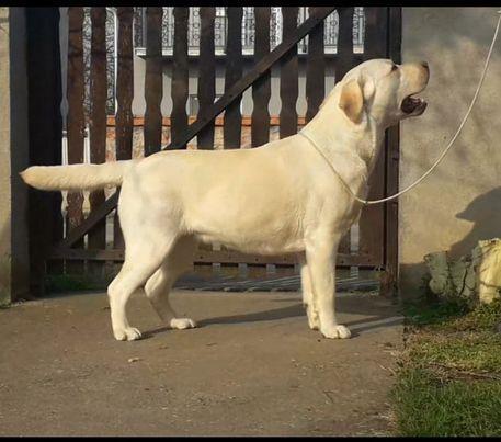 Labrador-retriver--stenci-