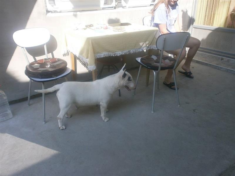 Mini-bull-terijer