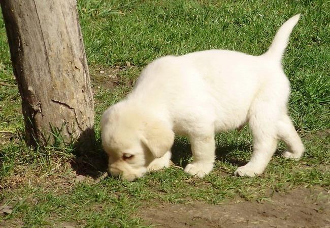Stenad-labrador-retrivera-povoljno