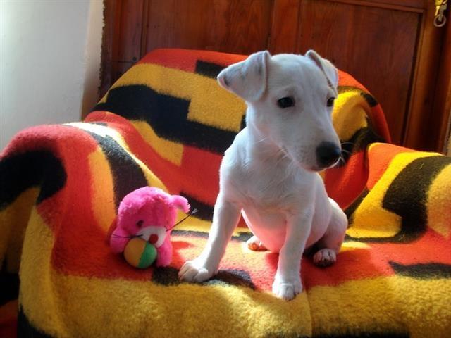Jack-Russel-Terrier