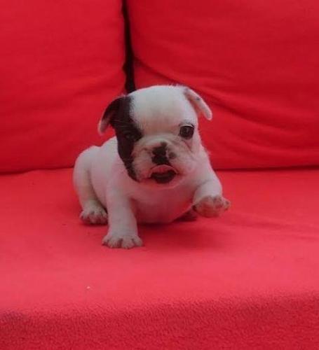 Francuski Buldog OD KUĆE DON