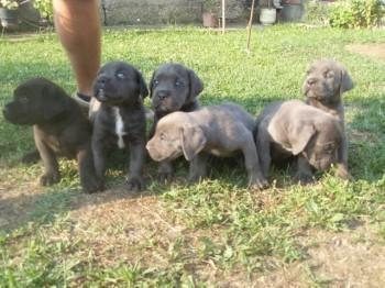 Cane-Corso-štenci
