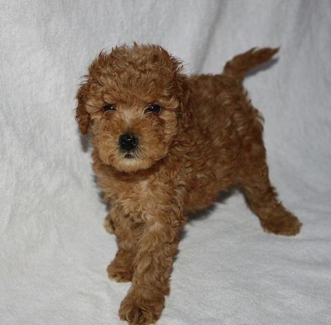 Maltipoo-stenci-