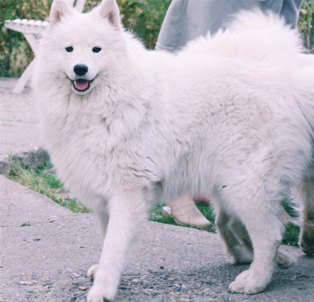 Samojed