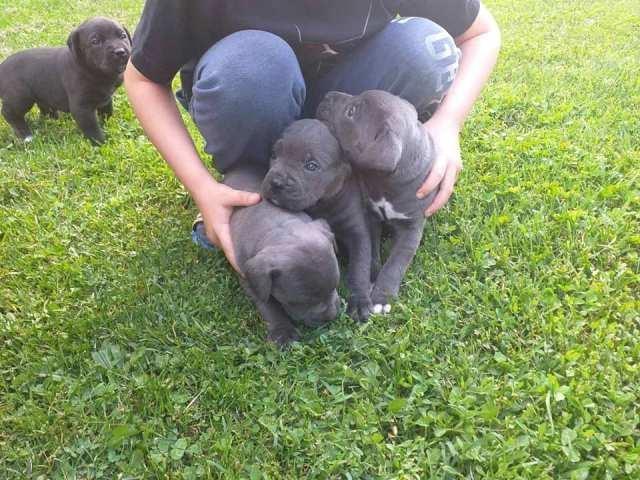 Cane-Corso--štenci
