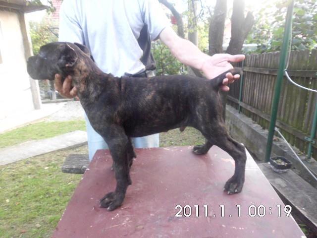 Cane-Corso-stenci