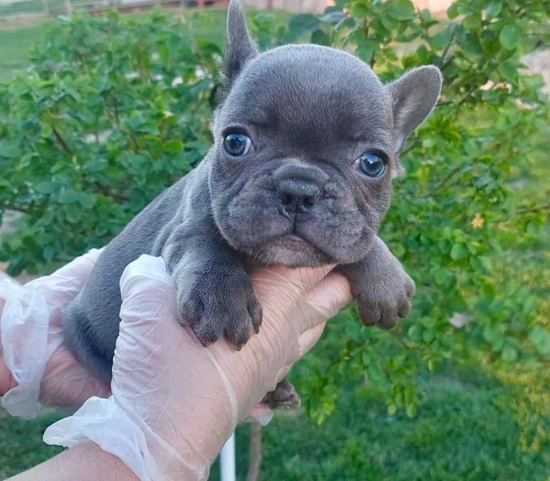 Francuski-buldog-sivi-