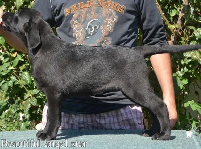  LABRADOR RETRIVER prelepe ženkice