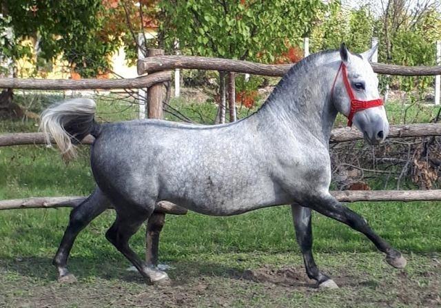 Lipicaner 