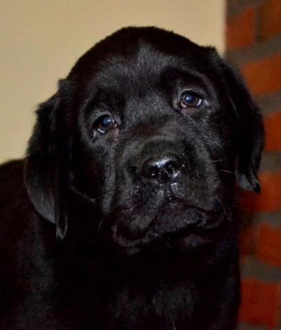 Labrador-retriver-stenci-