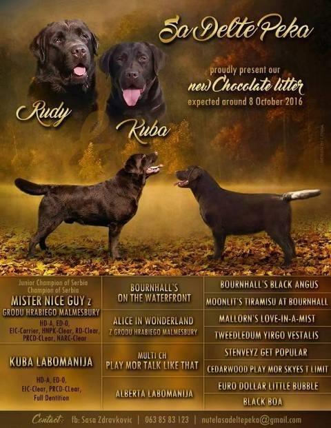 Labrador-Retriver-stenci
