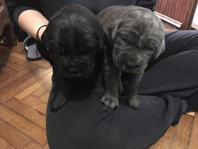 Cane-corso-štenci