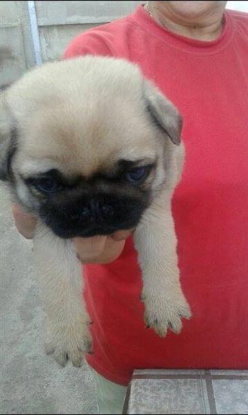 Mops-stenad