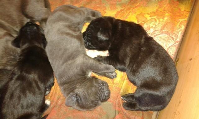 Cane-corso--sivi-stenci