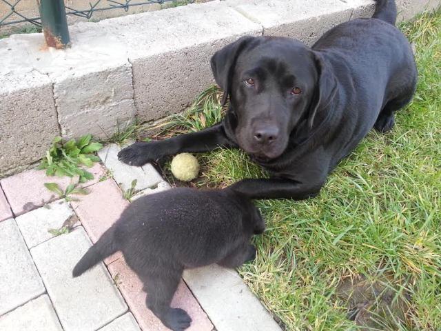Labrador-crno-stene