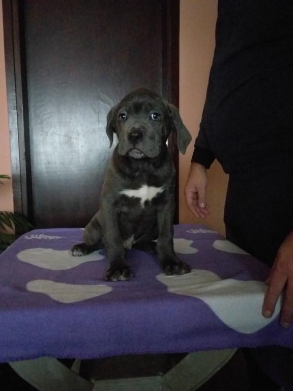 Cane-corso-štenci