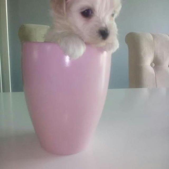 Maltezer-