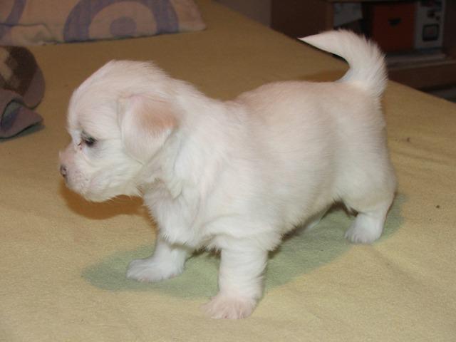 Coton de tulear 