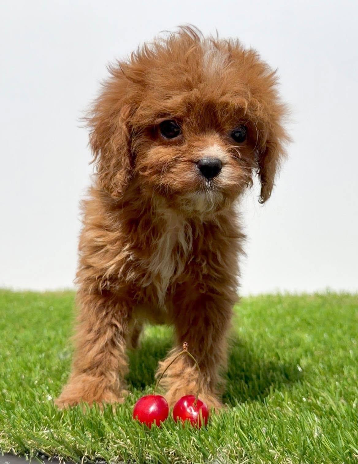 Cavapoo-Kavapu--cavalier-king-charles-spaniel-+-pudla-