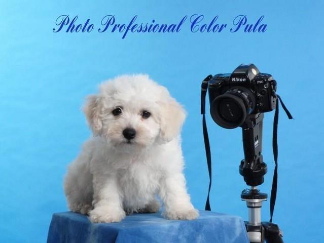Bichon frise, stenci od izvrsnih roditelja