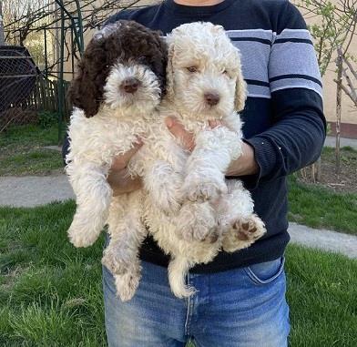 Lagotto-stenci