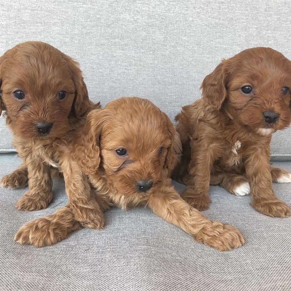 Štenci-Cavapoo-F1b