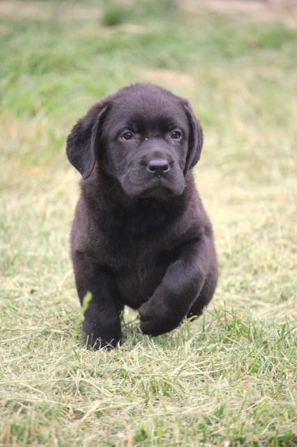 Labradori