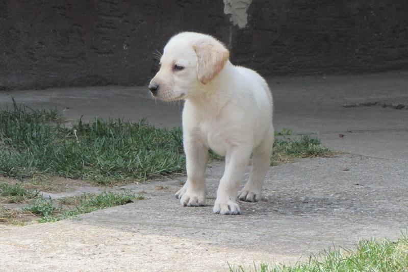 Stenad-labrador-retrivera