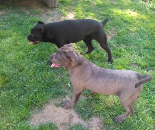 Cane Corso 4 meseca ZENKA siva