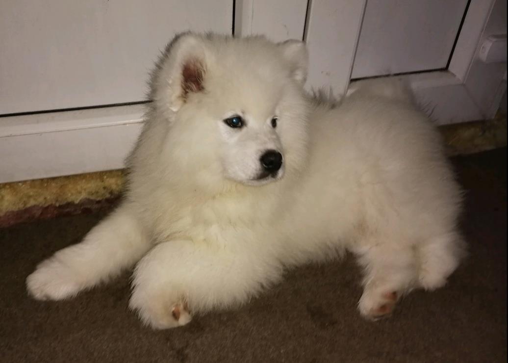 Samojed-štenci