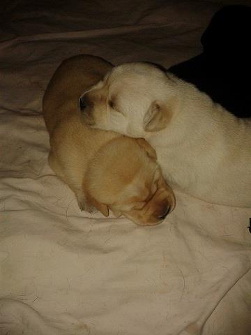 Stenci-Labrador-retrivera-Kingdom