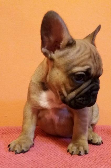 Francuski-buldog