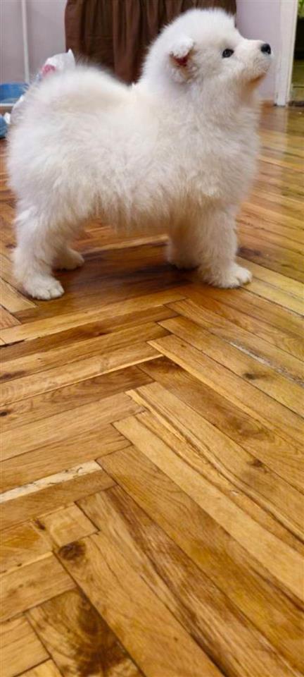 Samojed-štenci