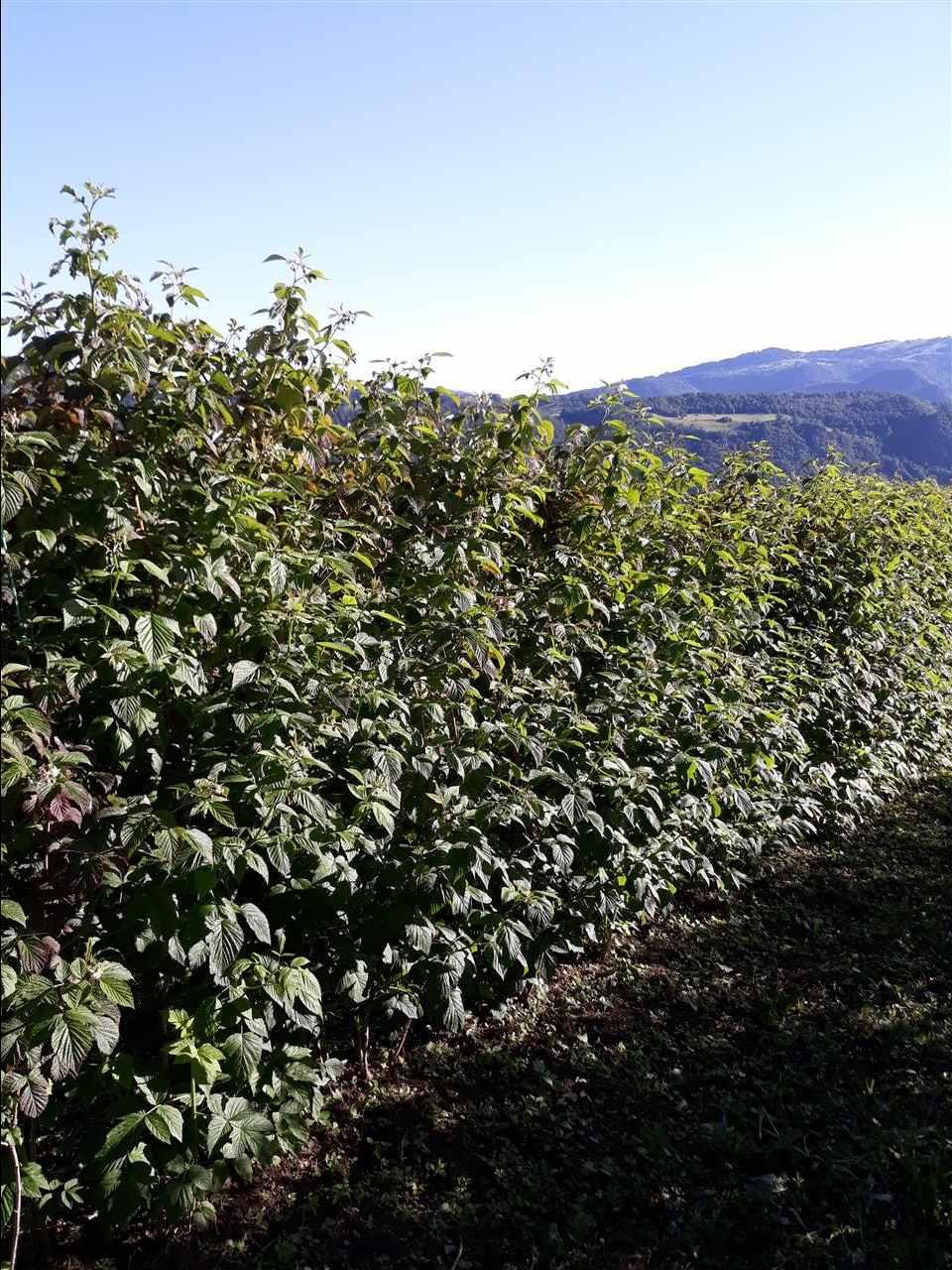 Potrebni-beraci-maline