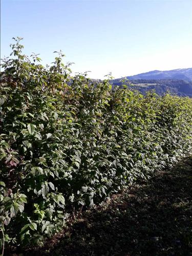 Potrebni beraci maline