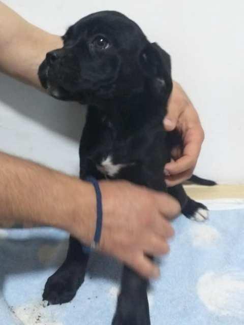 Cane-Corso--štenci