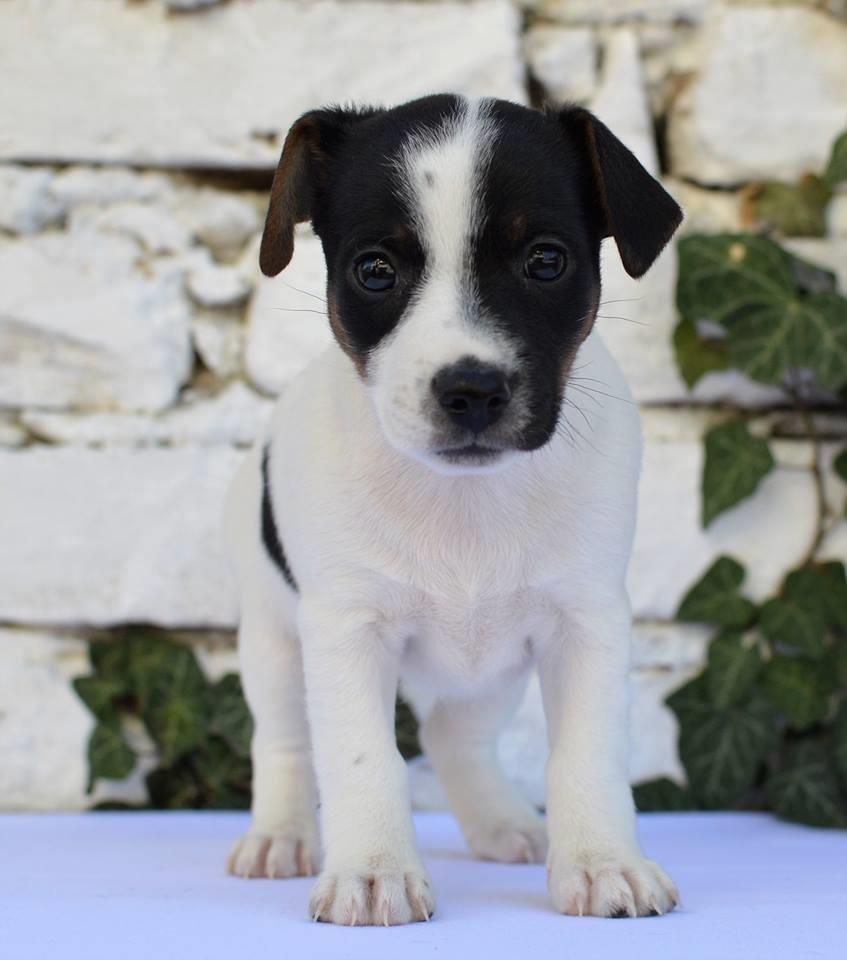 Jack-Russell-Terrier