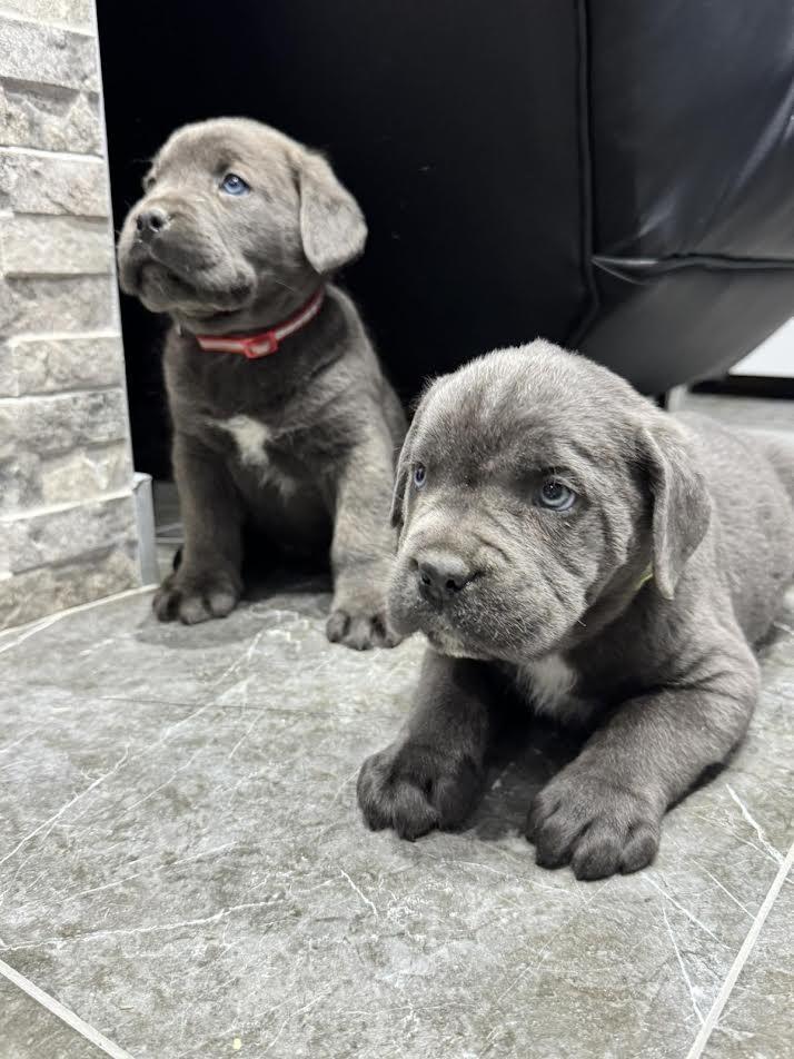 Cane-Corso