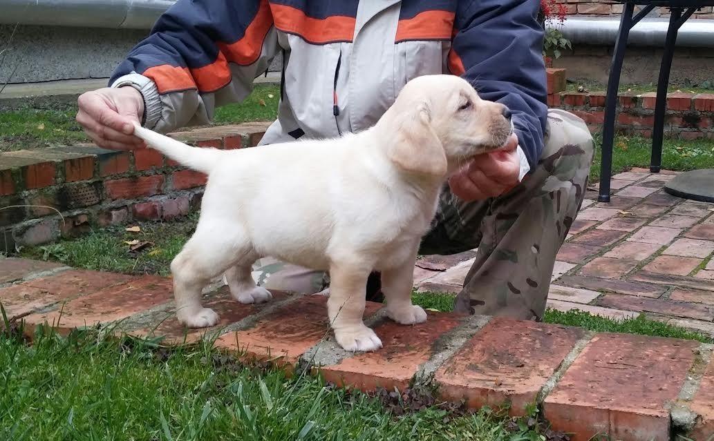 Labrador-stenci