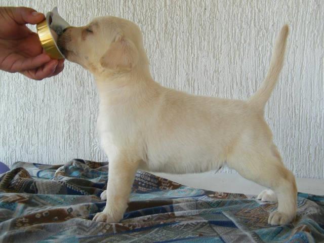 Labrador-retriver-stenci-od-odlicnih-roditelja
