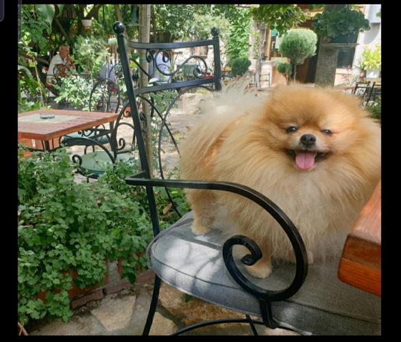 Pomeranac parenje