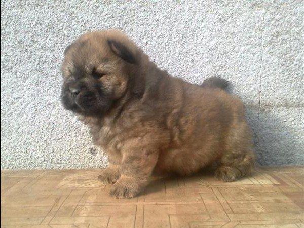 Cau-Cau-Chow-Chow