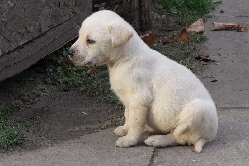 Stenad-labrador-retrivera
